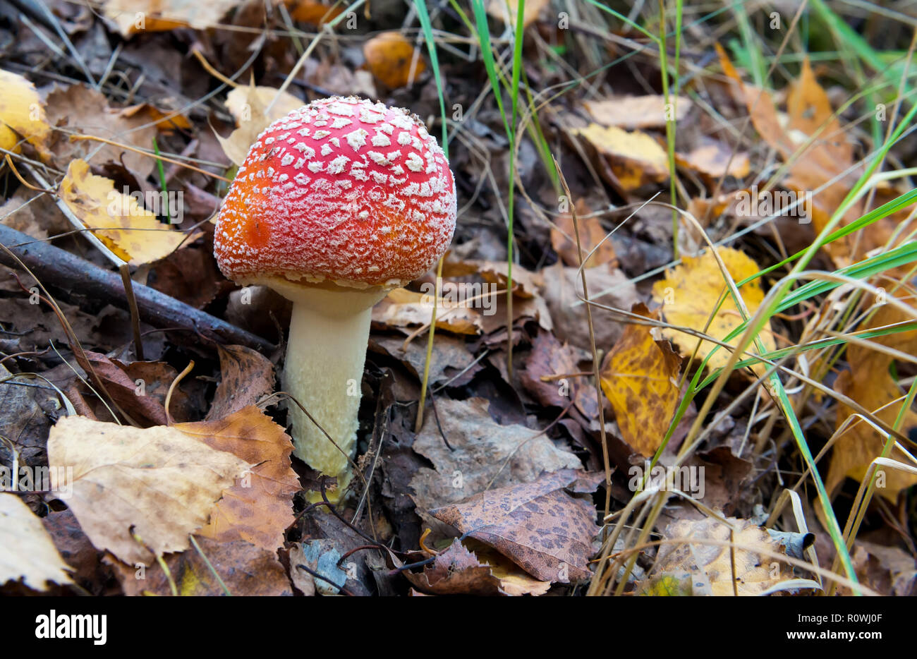 The red and white poisonous toadstool or mushroom called Amanita ...