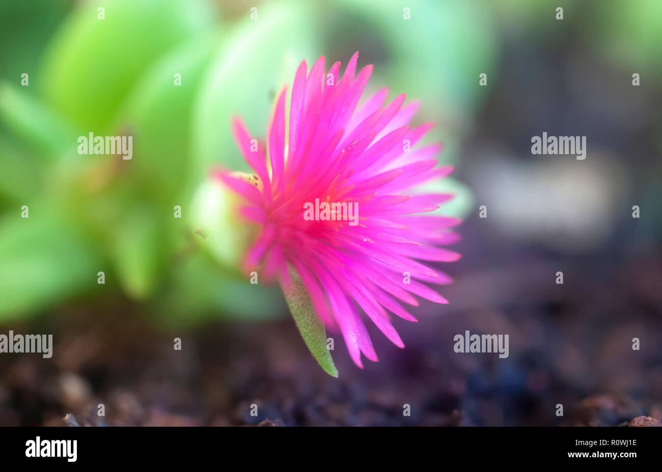 Close up of a pink flower on a succulent plant Stock Photo