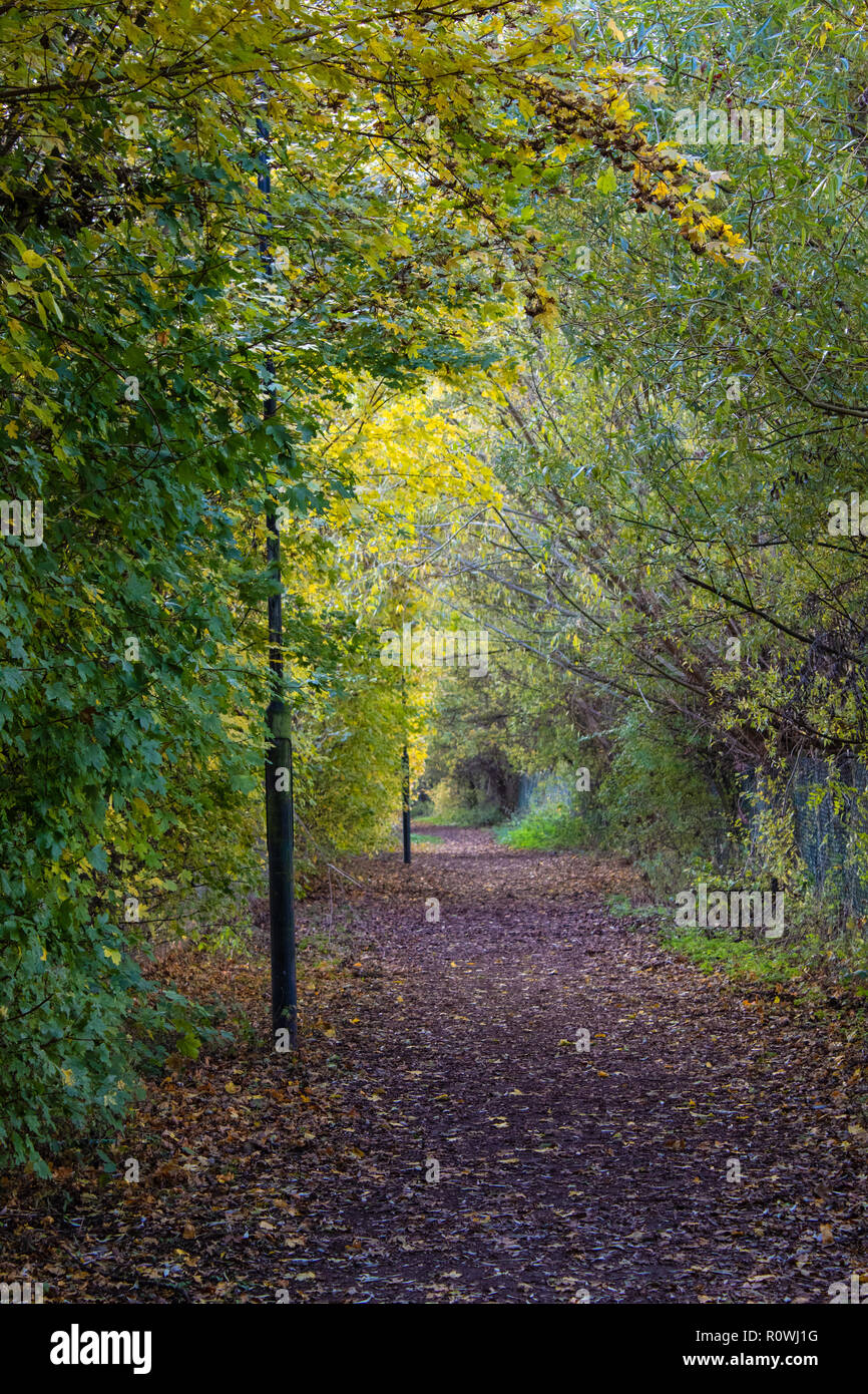 single track footpath through autumn tree lined hedges Stock Photo - Alamy