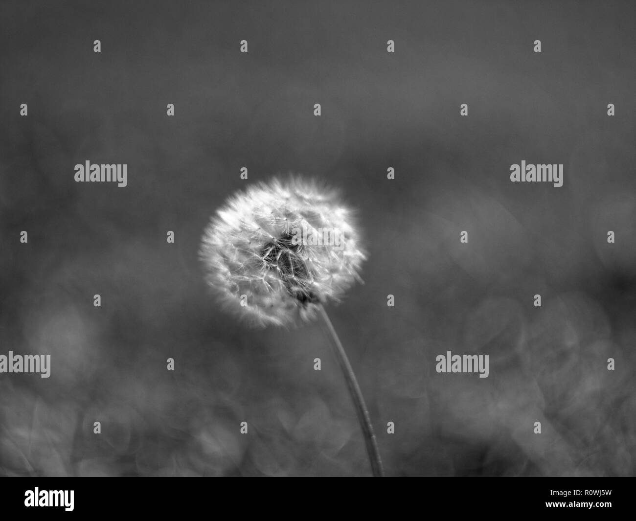Black and white dandelion hi-res stock photography and images - Alamy