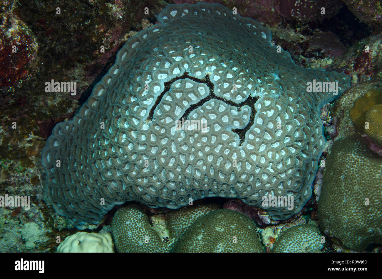 Damaged Brain coral, Favia favus, underwater in coral reef, Hamata, Red sea, Egypt Stock Photo