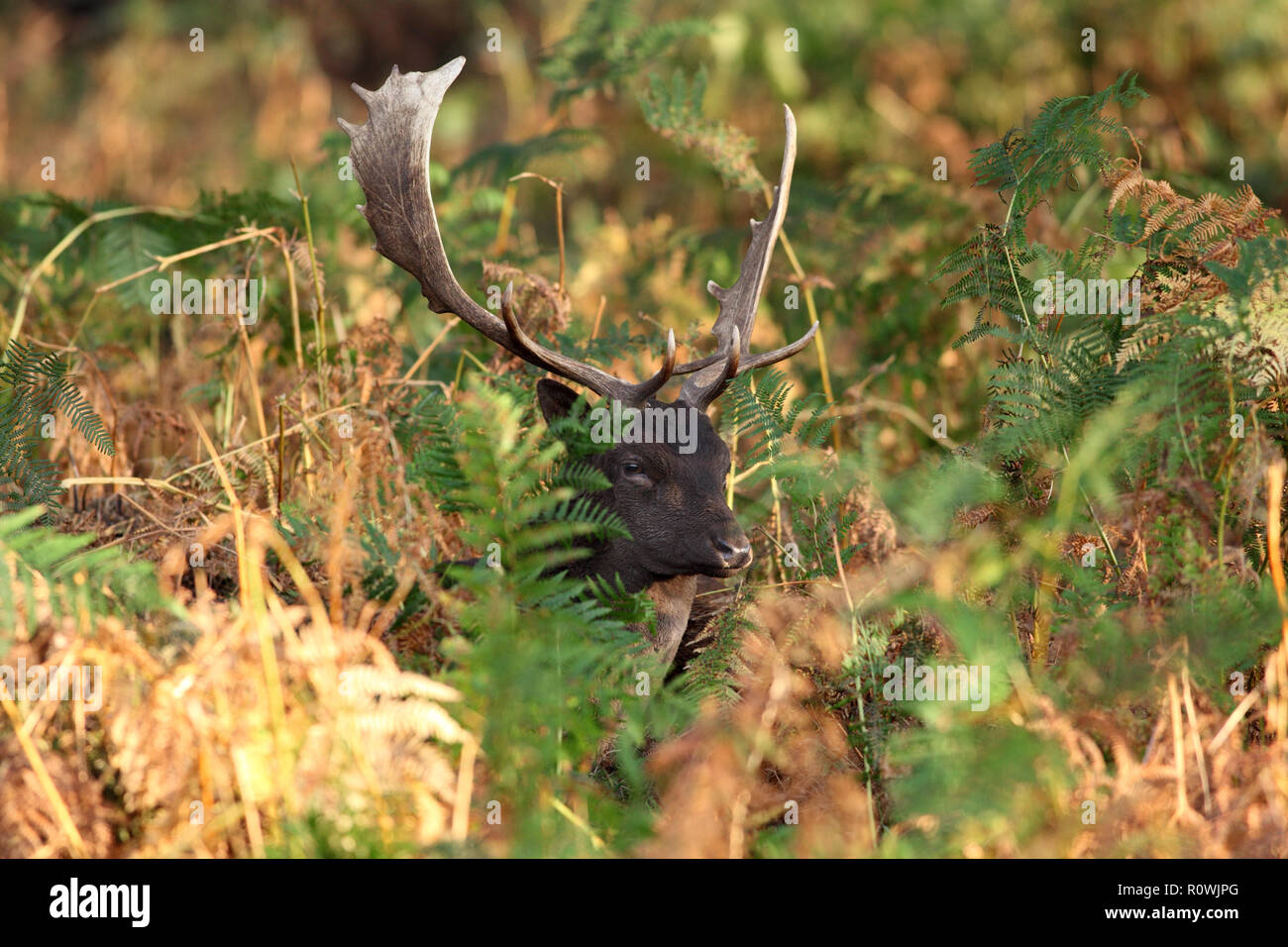 Fallow Deer Buck (Dama Dama) in Autumn, UK. Stock Photo