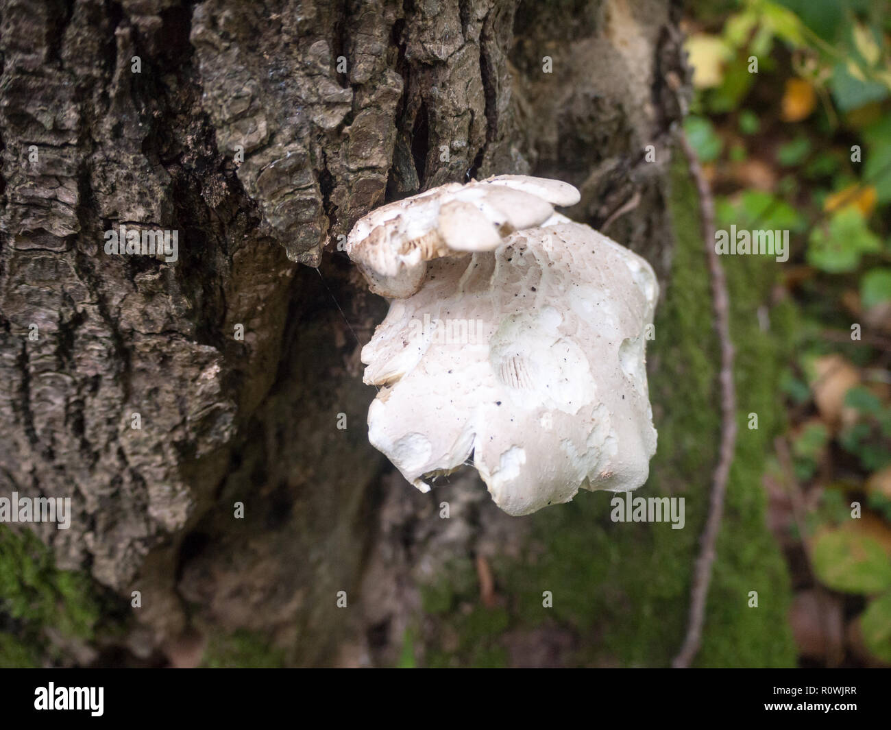 Oyster Mushrooms Uk Stock Photos & Oyster Mushrooms Uk Stock Images Alamy