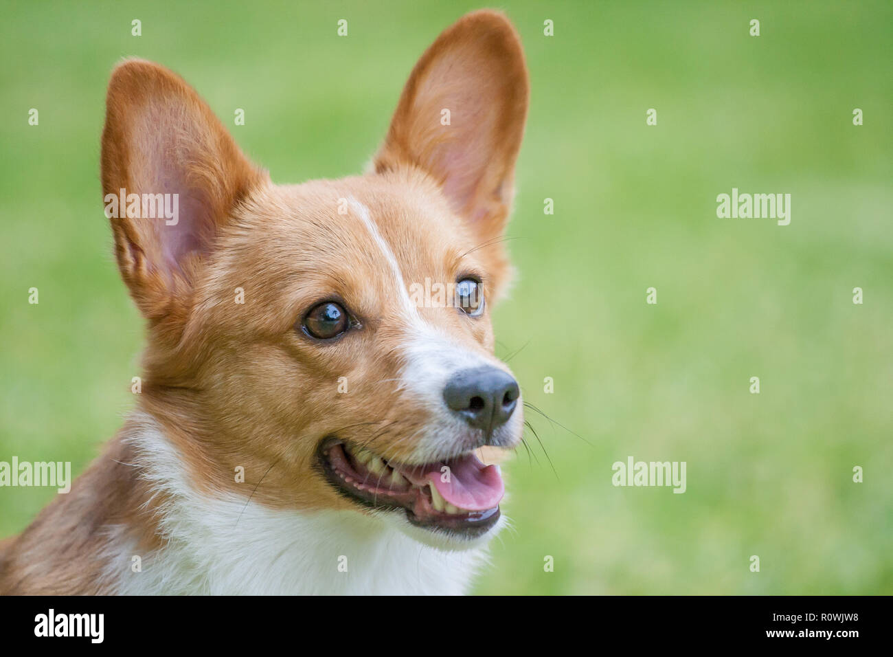 Pembroke Welsh Corgi Portrait , Isolated On Green Stock Photo - Alamy