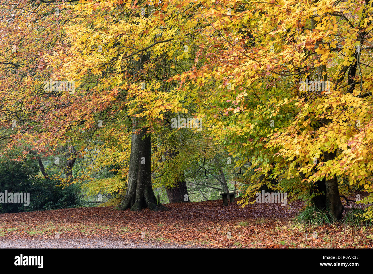 Beech trees in Shearwater forest on The Longleat Estate in autumn, Wiltshire, England, UK Stock Photo
