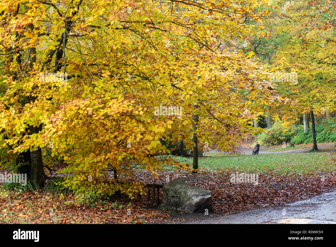 Shearwater forest on The Longleat Estate in autumn, Wiltshire, England, UK Stock Photo