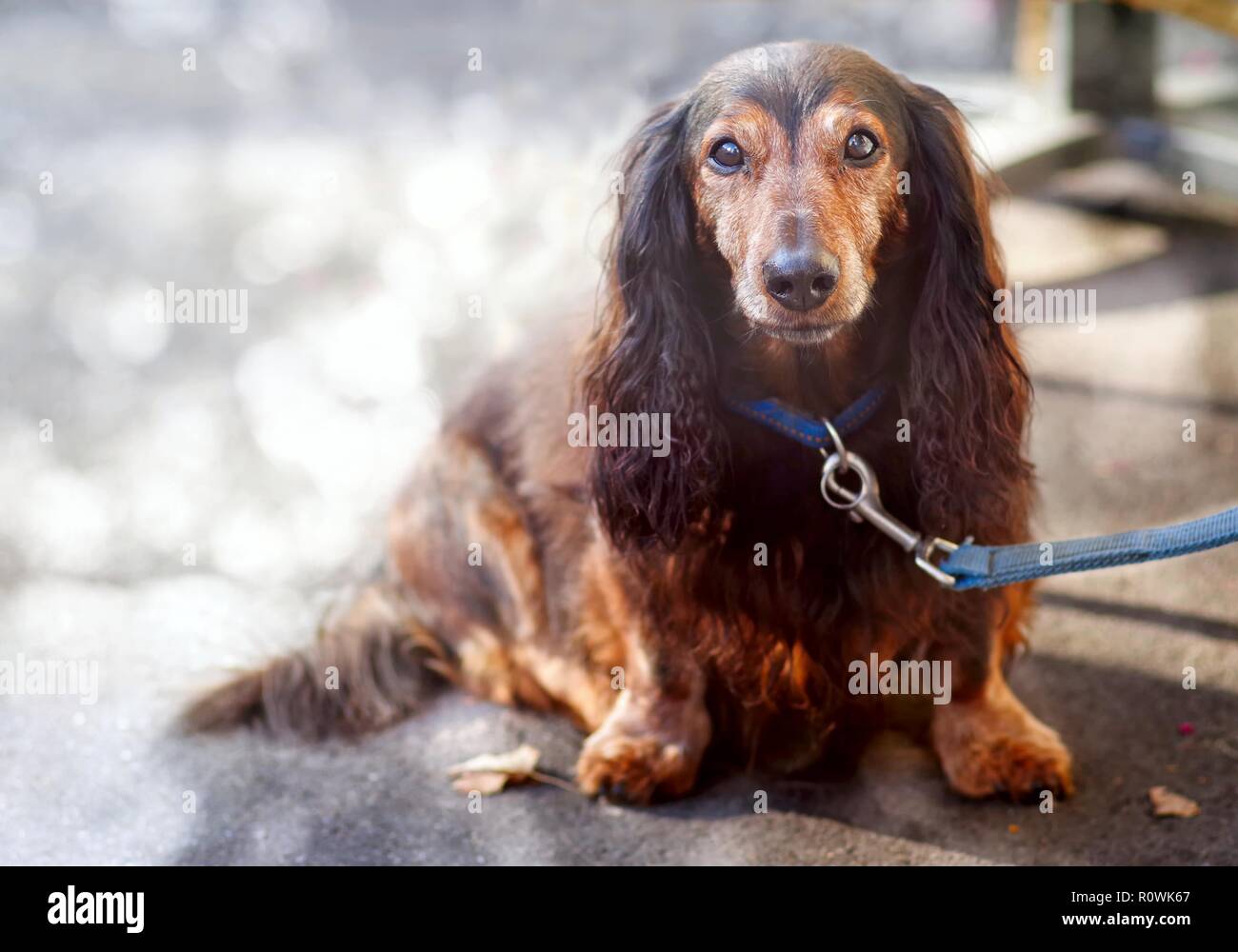 Old Dachshund is waiting for his owner. Stock Photo