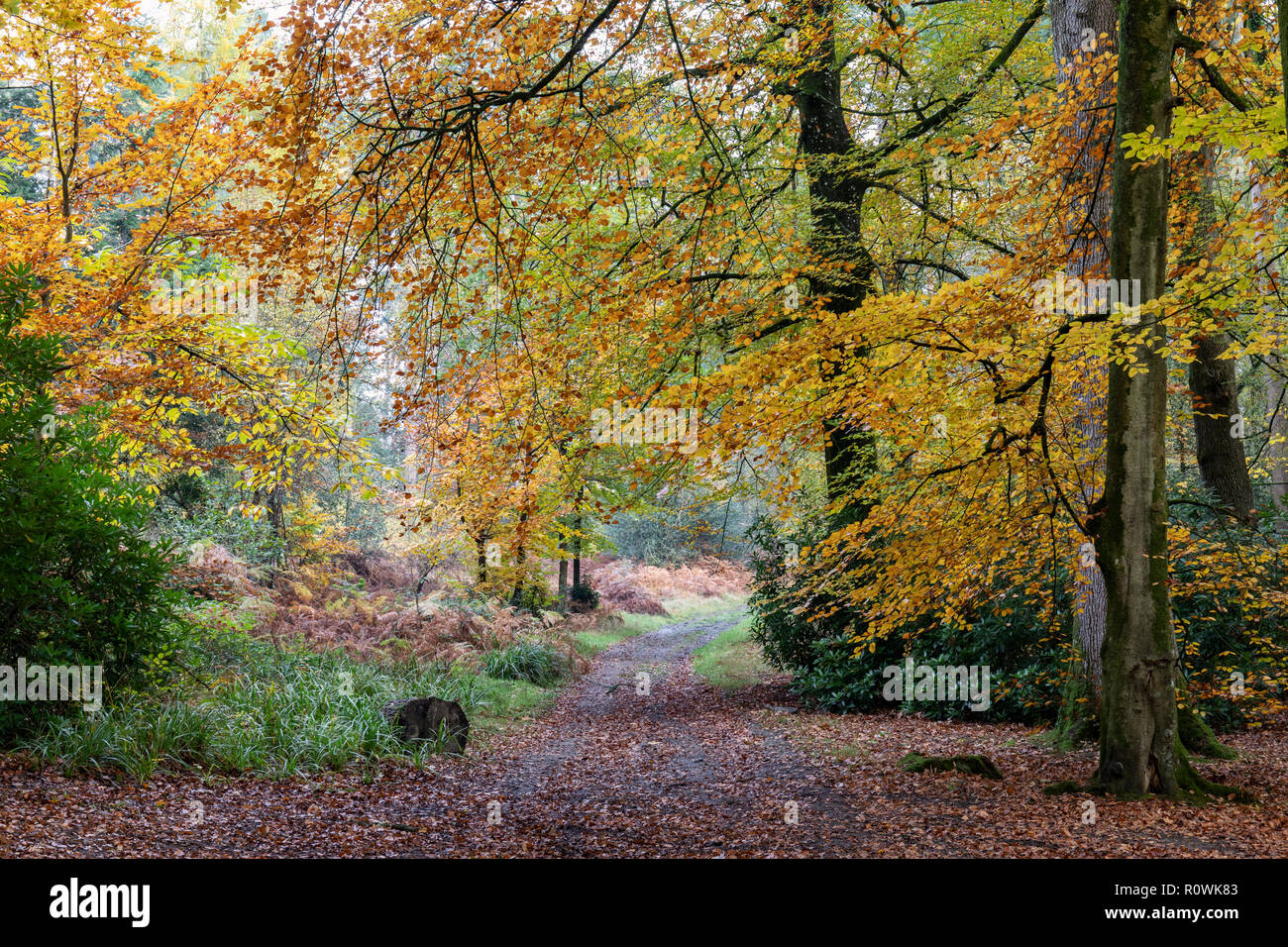 Track through Shearwater forest on The Longleat Estate in autumn, Wiltshire, England, UK Stock Photo