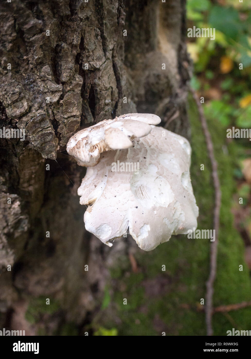 white oyster mushroom wild growing foraging mushrooms bark nature; Essex; England; UK Stock