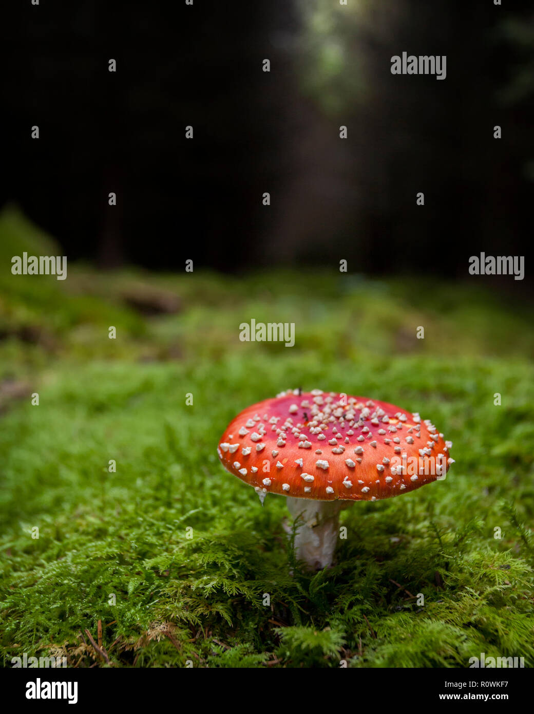 Fly agaric mushroom (Amanita muscaria) growing in conifer forest. Tipperary, Ireland Stock Photo