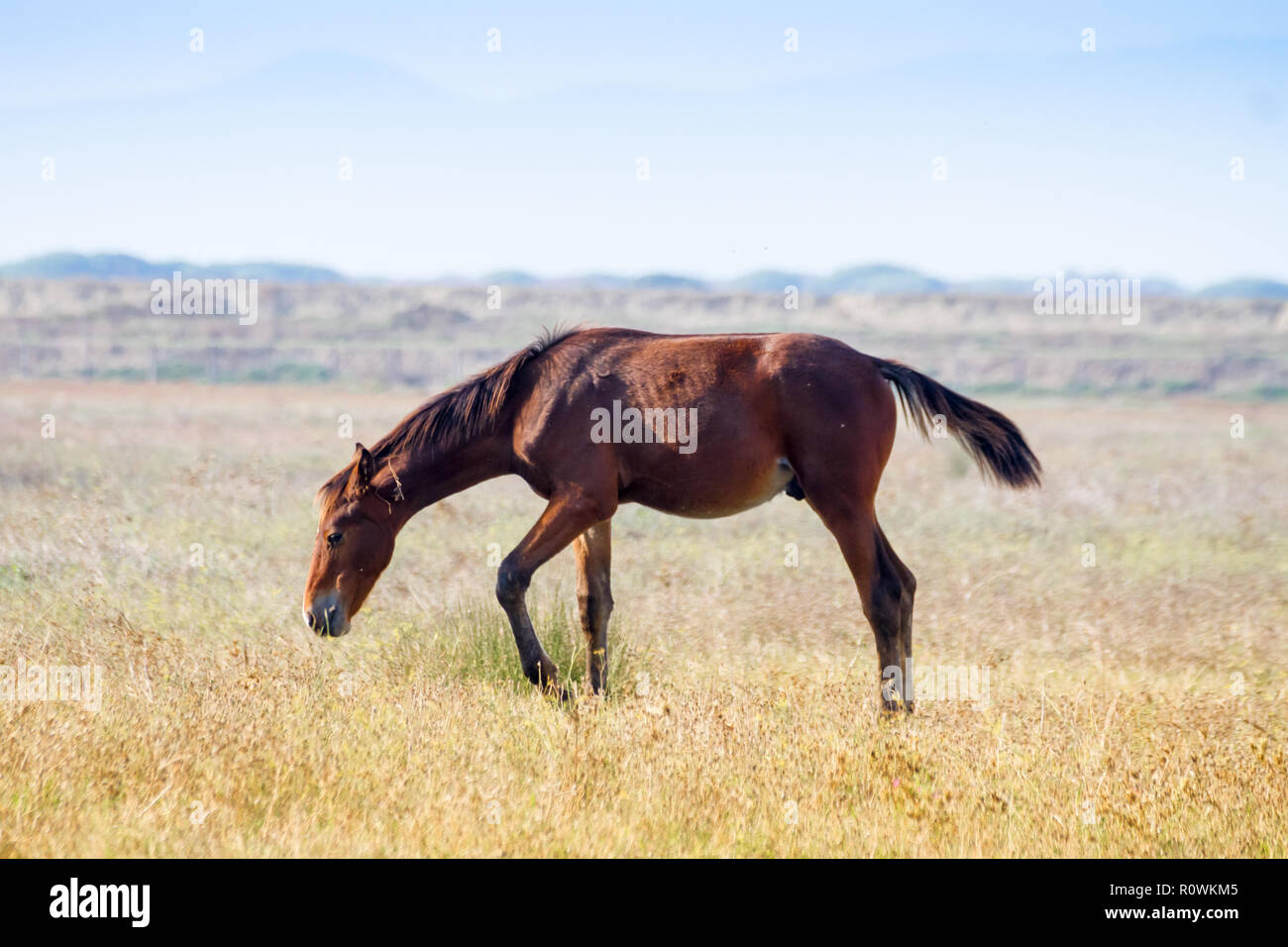 Alberese (Gr), Italy, a horse grazing in the Maremma Regional Park Stock Photo