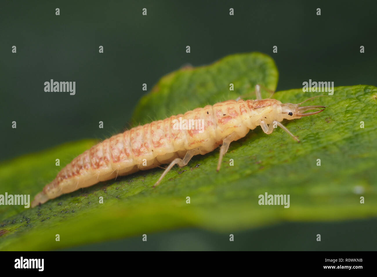 Lacewing larva resting on leaf. Tipperary, Ireland Stock Photo