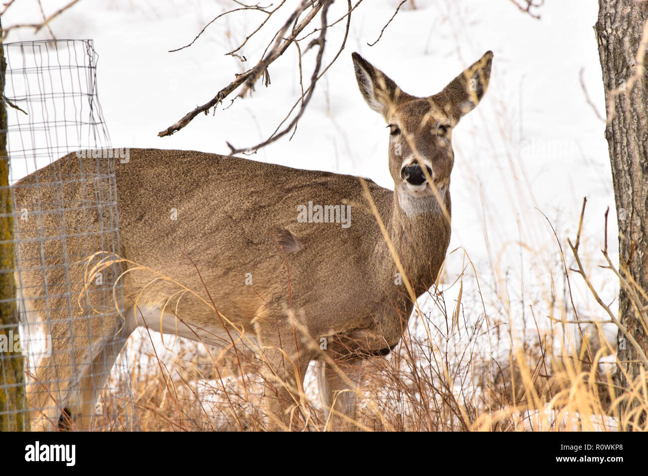white tailed deer in our urban park at Fish Creek. Stock Photo