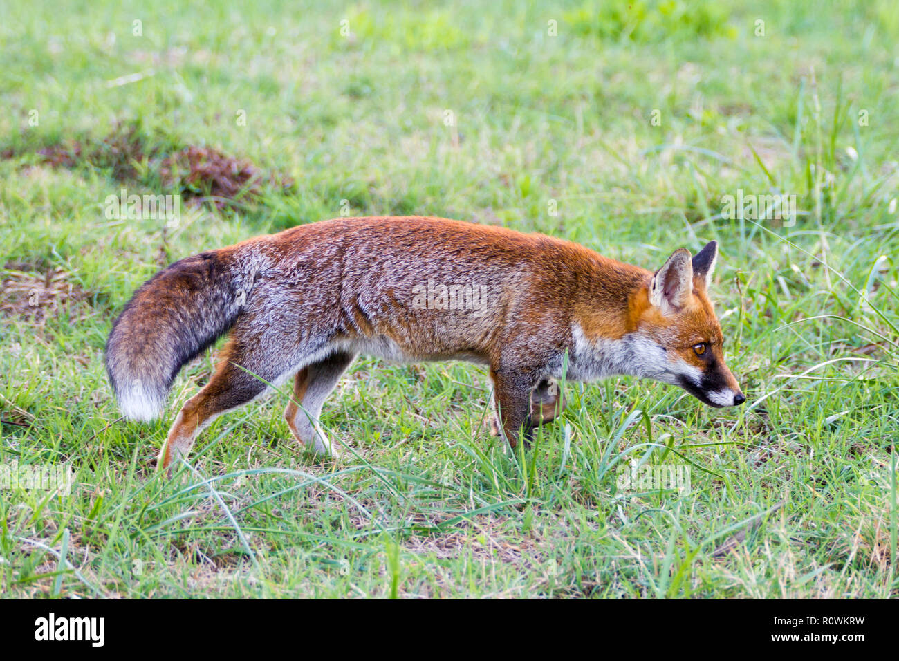 Alberese (Gr), Italy, fox in the Maremma park, Tuscany, Italy Stock Photo