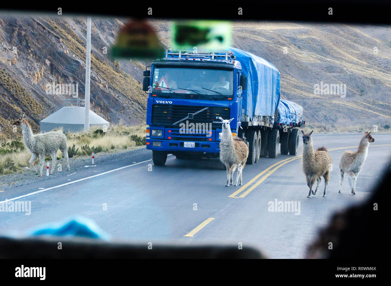 Lamas on road, Bolivia Stock Photo