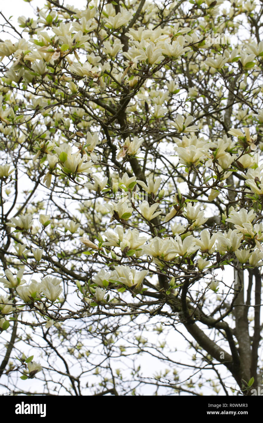 Magnolia 'Elizabeth' flowers in Spring. Stock Photo