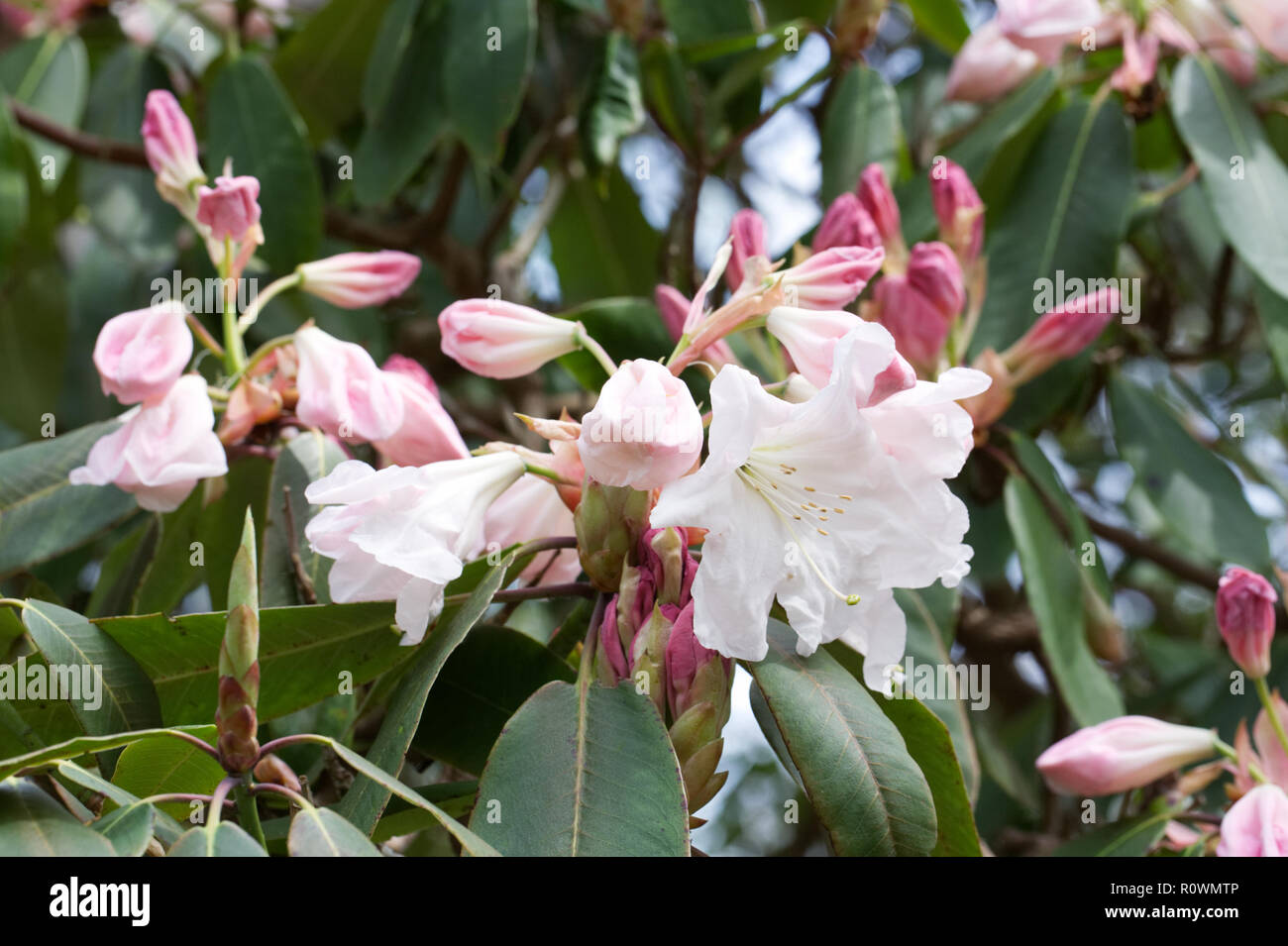Rhododendron 'Loderi Pink Diamond' flowers. Stock Photo