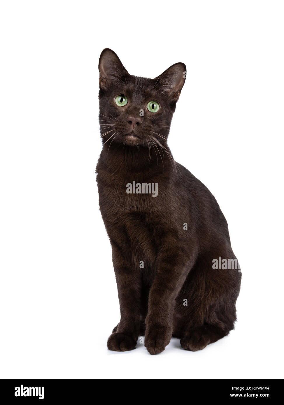 Young adult Havana Brown cat kitten, sitting straight up with one paw