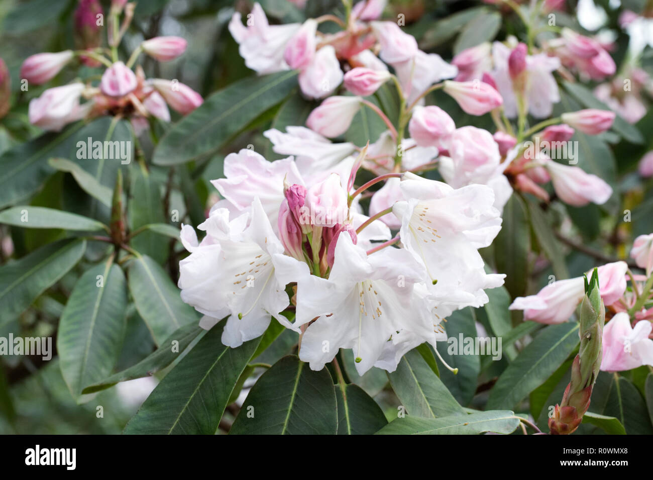 Rhododendron 'Loderi Pink Diamond' flowers. Stock Photo