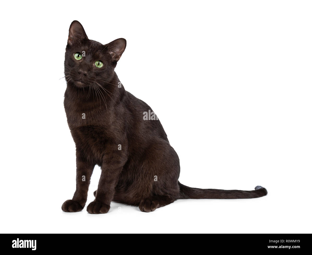 Brown kitty Cut Out Stock Images & Pictures - Alamy