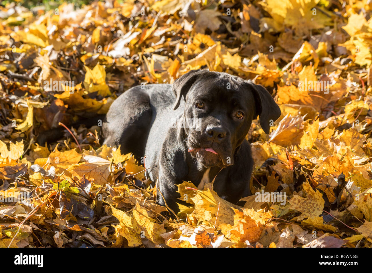 Portrait Of A Cane Corso Dog Breed On A Nature Background