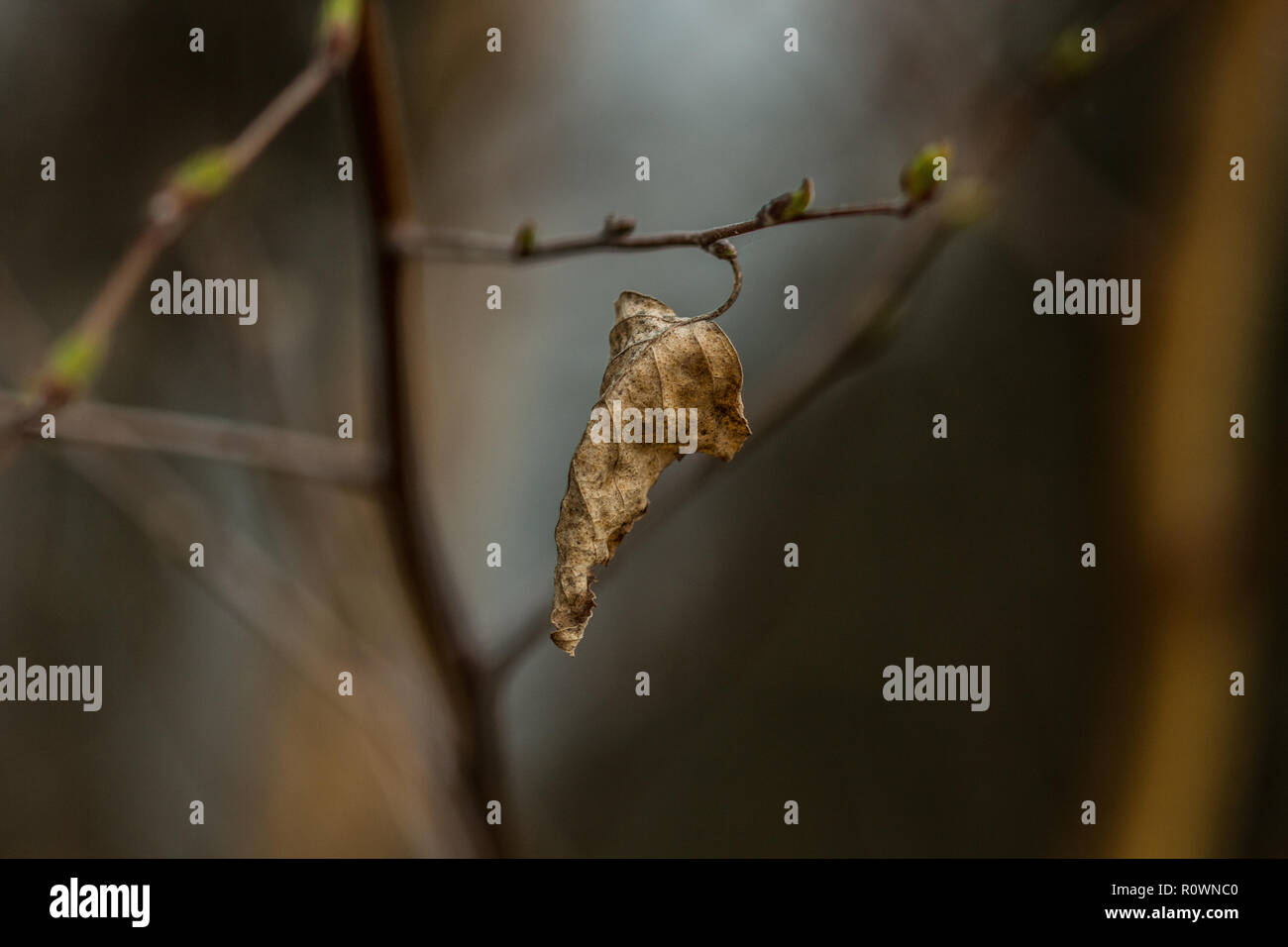 Old age of leaf hi-res stock photography and images - Alamy
