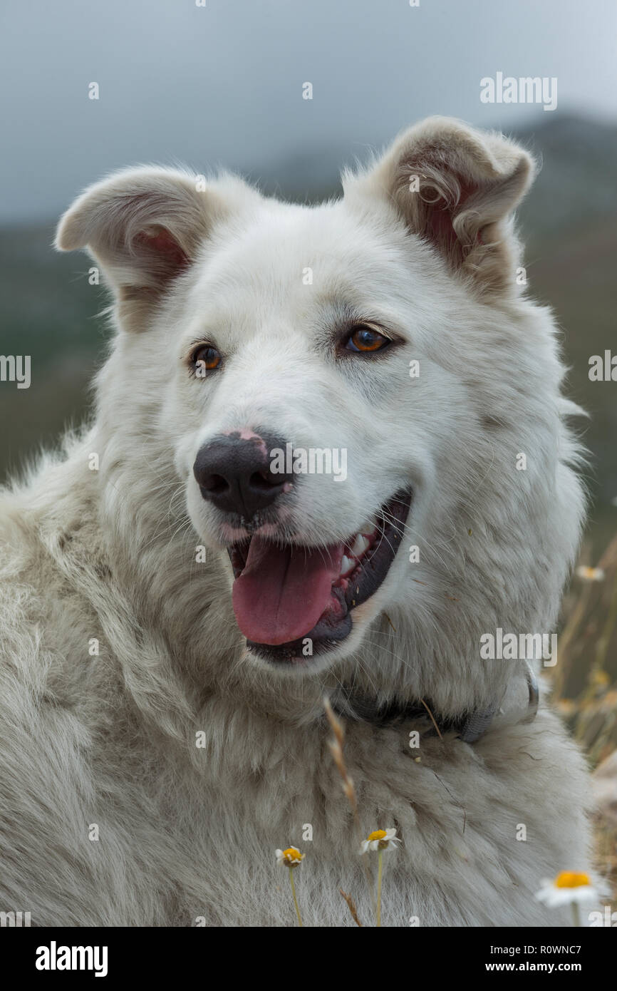 Abruzzese Shepherd dog portrait, Abruzzo Stock Photo