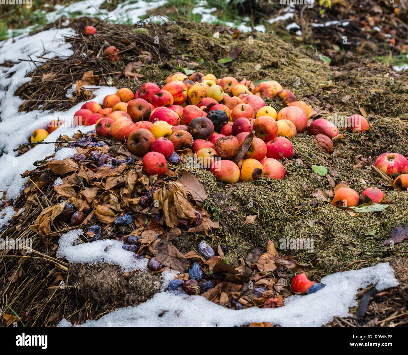 Composting pile of rotting kitchen fruits. Stock Photo