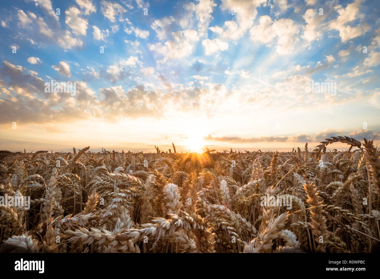 Low point of view of a sunset over grain field with clouds in blue sky during summer Stock Photo