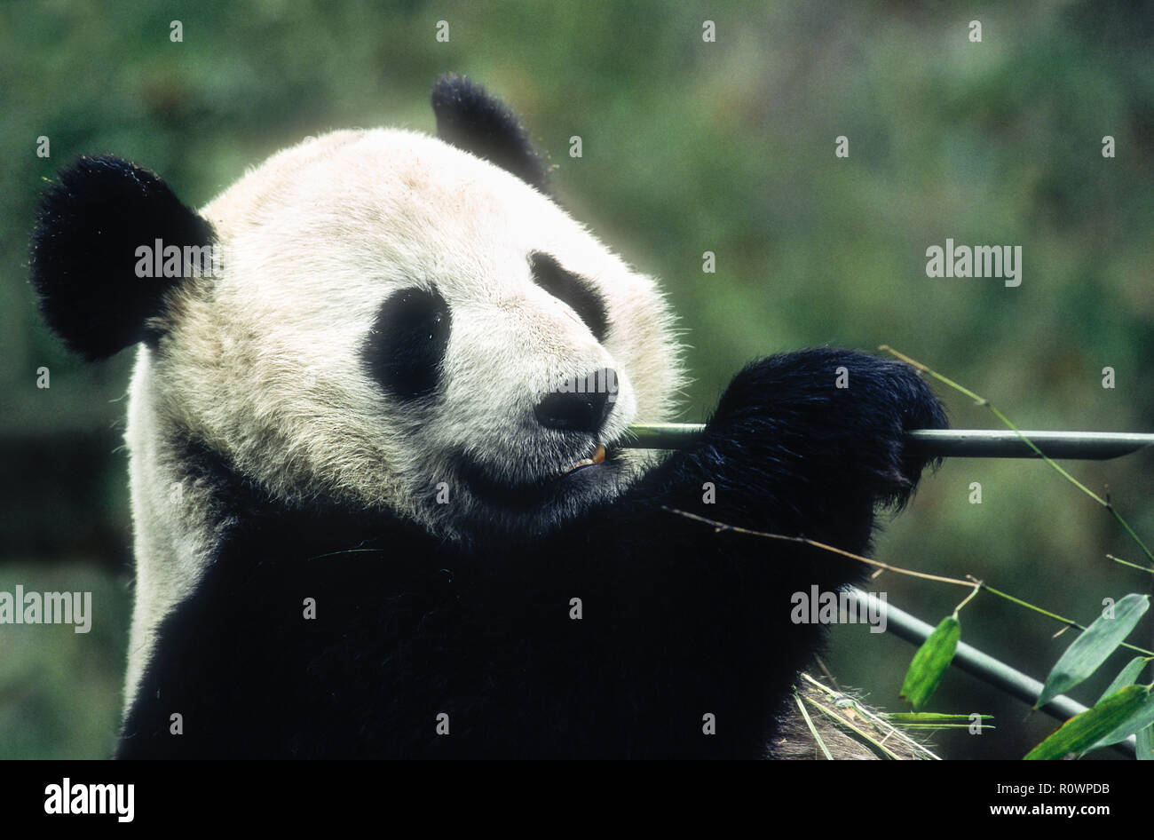 Asia; China; Wolong; Sichuan Province; Wolong China Panda Reserve; Wildlife; Mammals; Bears; Giant Panda; Endangered Species; Eating bamboo. Stock Photo
