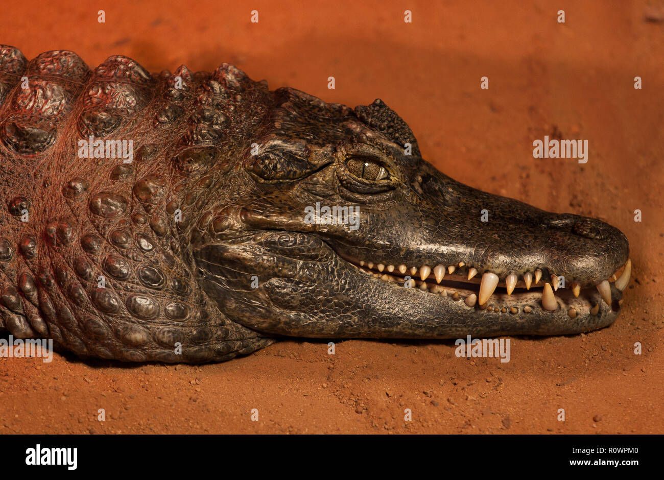 caiman alligator Stock Photo