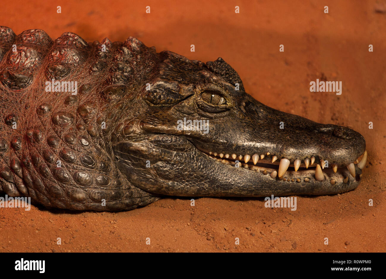 Alligatorid hi-res stock photography and images - Alamy