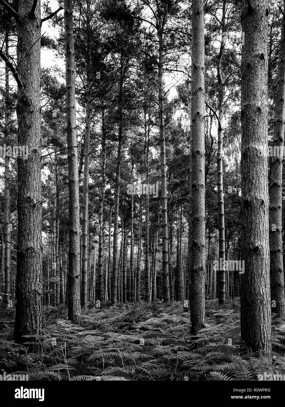 Pine wood Black and White Stock Photos & Images - Alamy
