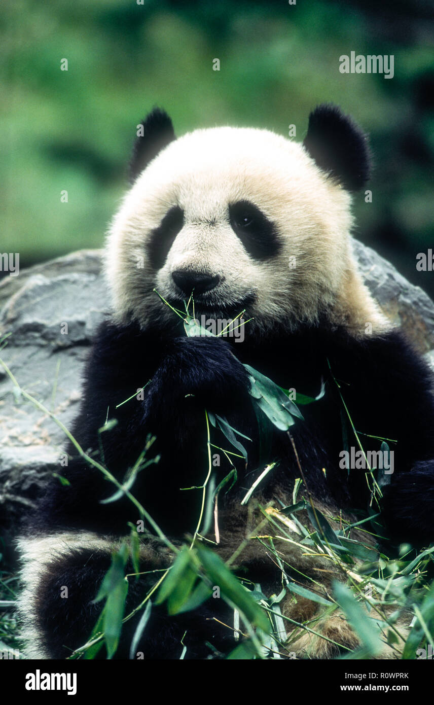 Asia; China; Wolong; Sichuan Province; Wolong China Panda Reserve; Wildlife; Mammals; Bears; Giant Panda; Endangered Species; Eating bamboo. Stock Photo