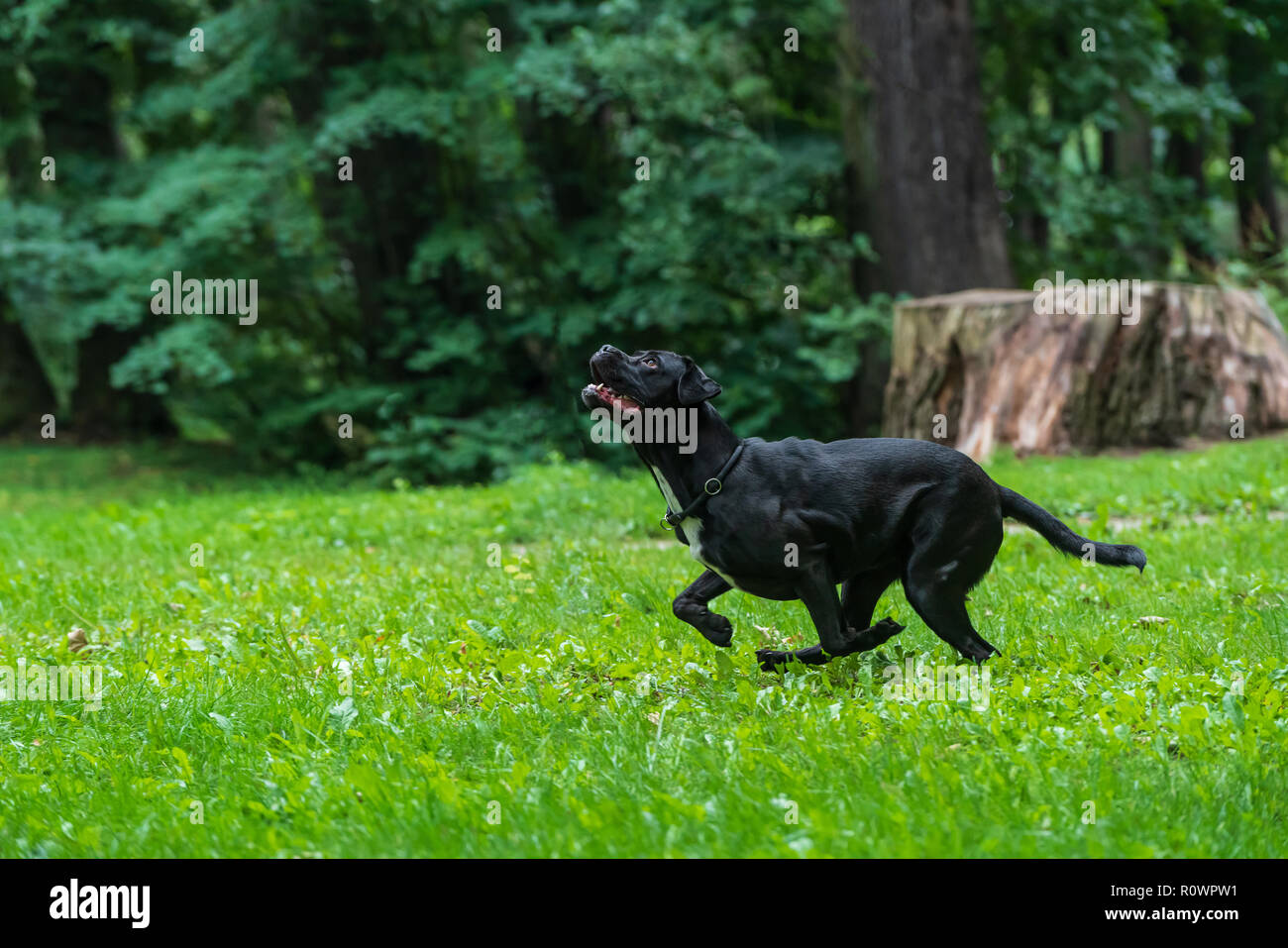 Cane Corso, a Dog Breed from Italie, Mother and Puppies on Grass Stock  Photo - Alamy