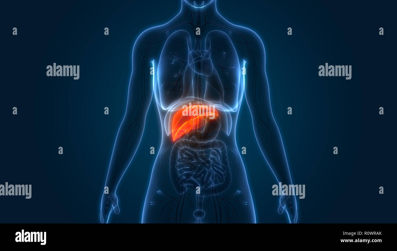 Human Digestive System Liver Anatomy Stock Photo - Alamy