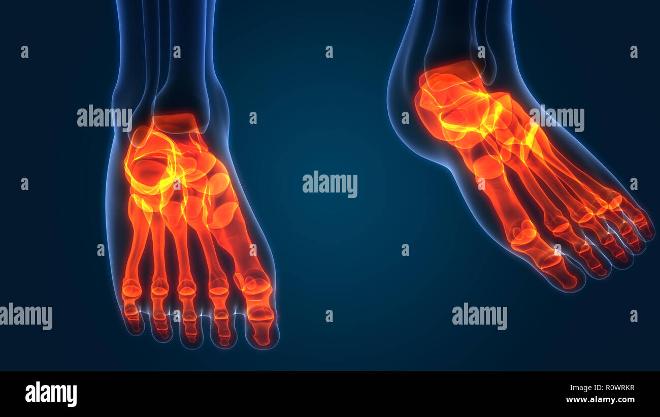 Human Skeleton System Bone Joints Anatomy Stock Photo Alamy