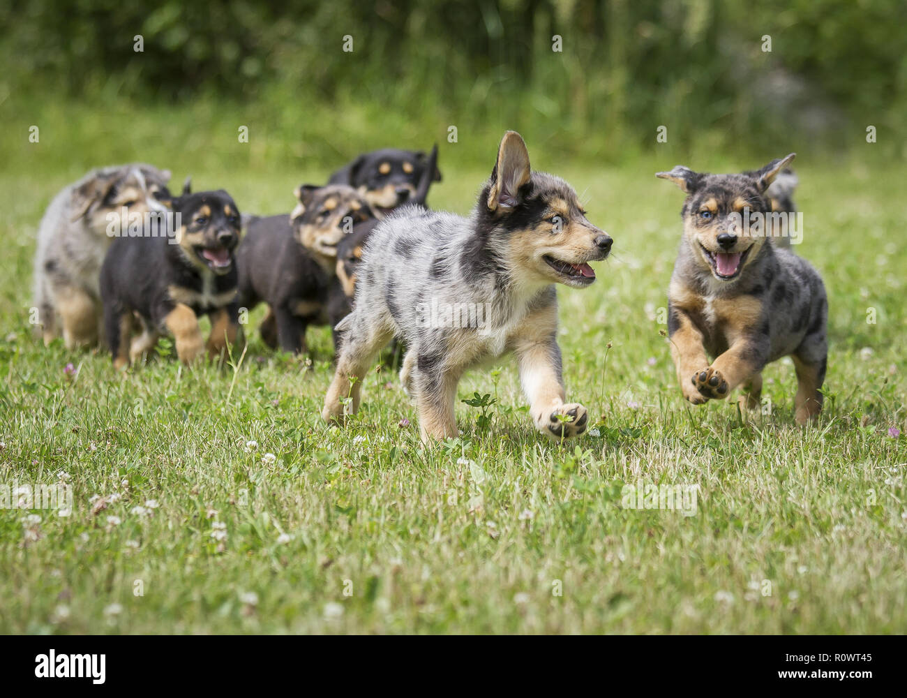 Welpen, Rottweiler-Catahoula Mix Stock Photo - Alamy