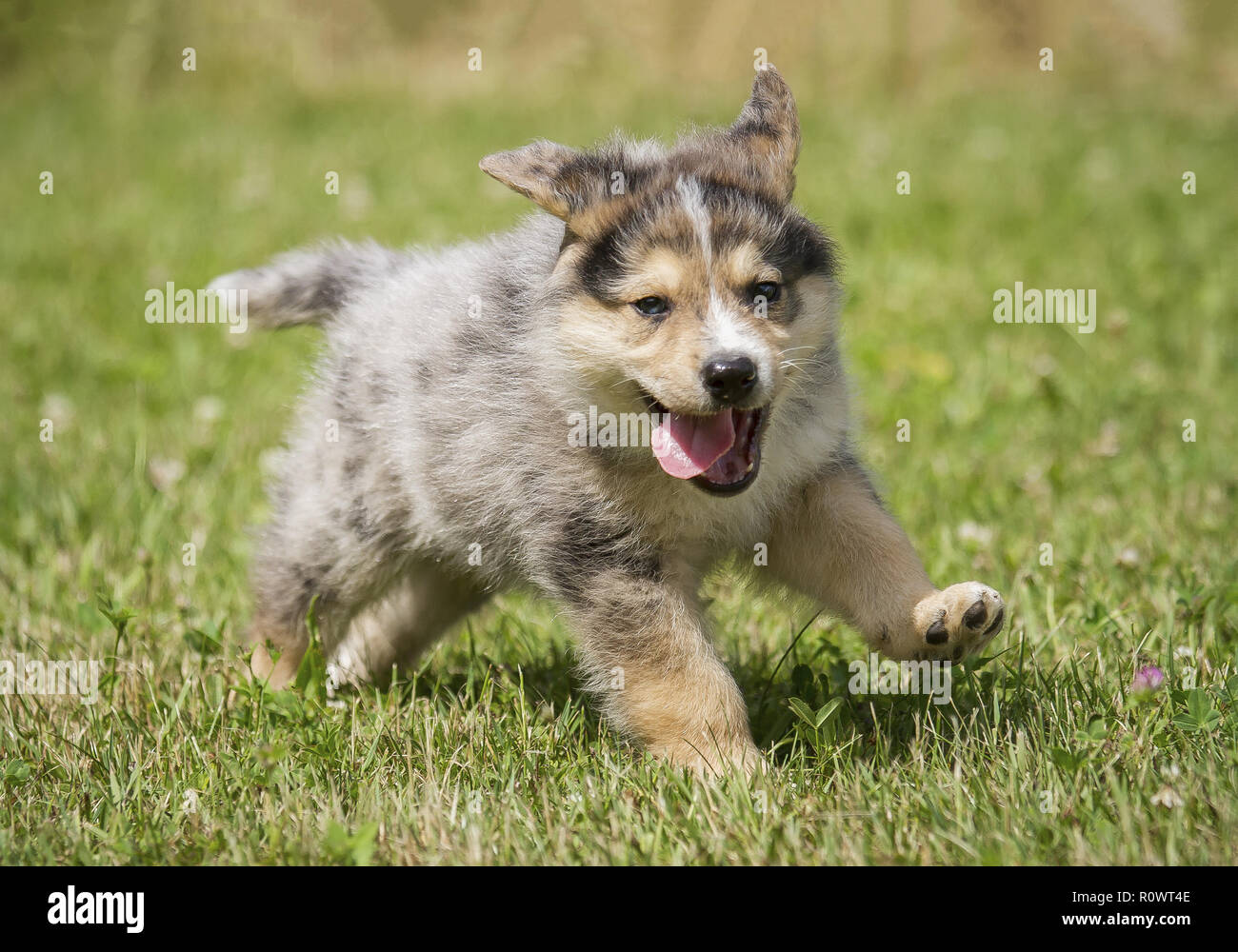 catahoula rottweiler