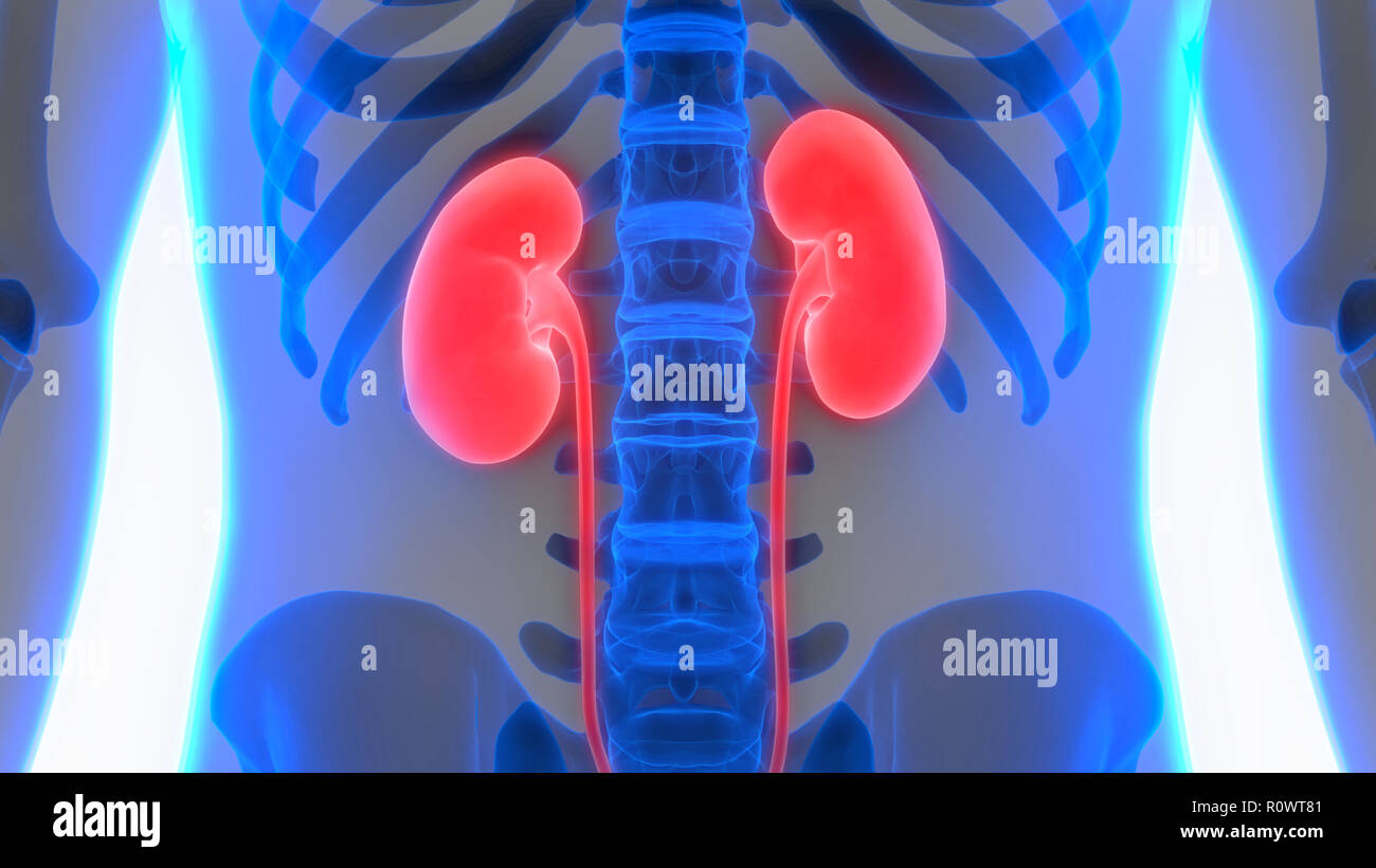 Female Bladder Kidney Diagram