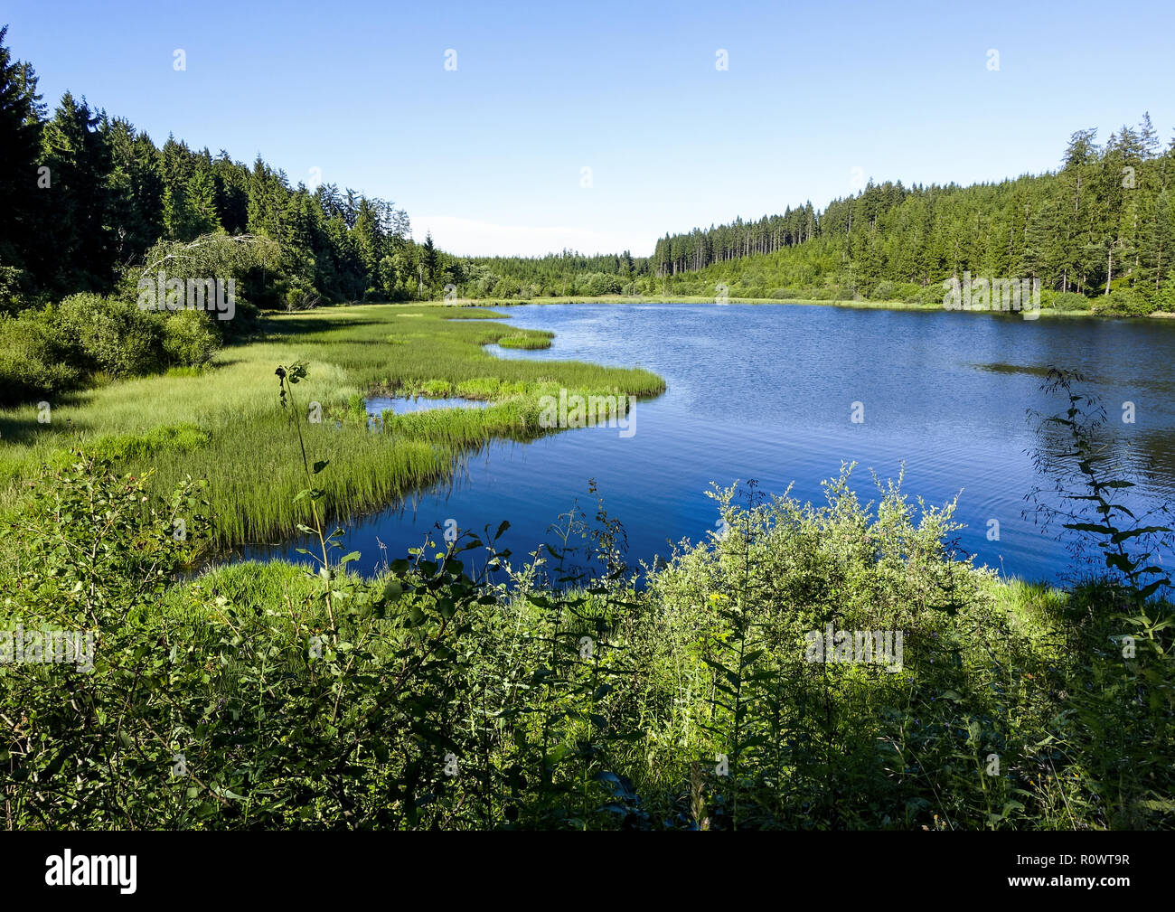Moorsee, Hochmoor im Muehlviertel, Oesterreich Stock Photo