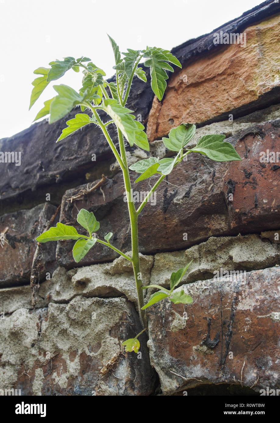 Tomatenpflanze waechst aus Gemaeuer Stock Photo