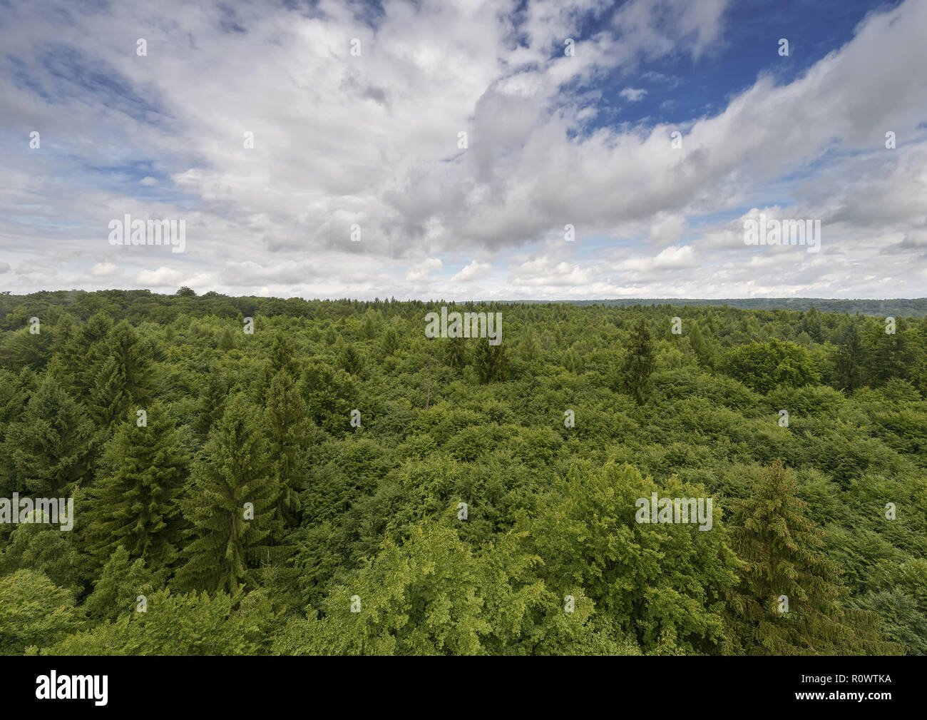 Mischwald, Baumwipfelpfad Steigerwald, Bayern, BRD Stock Photo