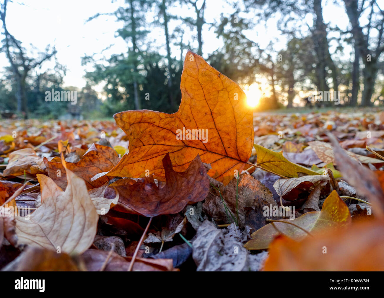 Farbiges Herbstlaub, Nahaufnahme Stock Photo