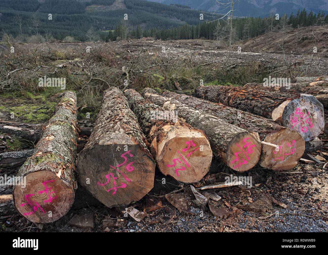 Baumstaemme, abgeholzter Wald bei Bilbao, Spanien Stock Photo