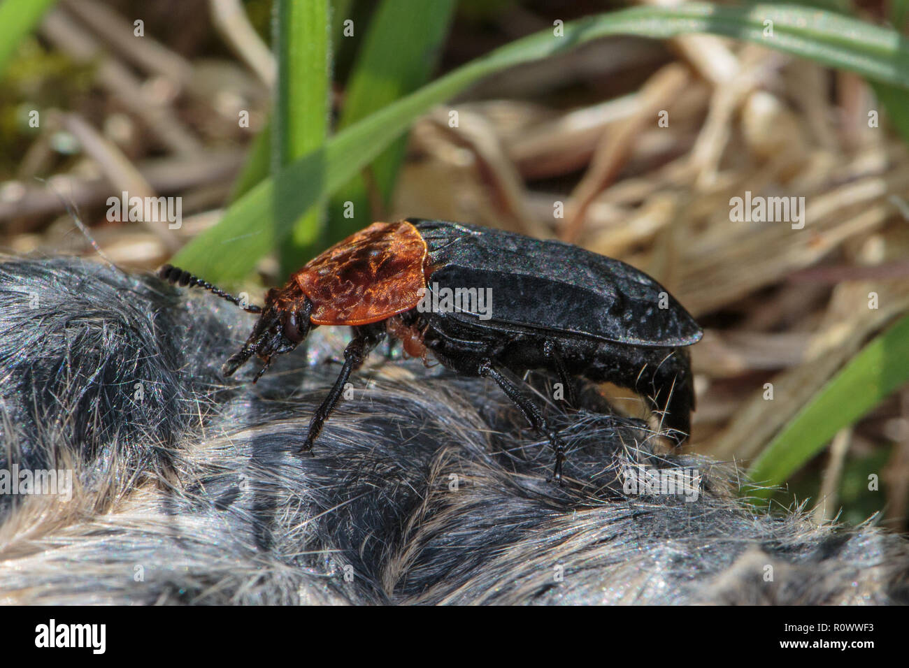 Red-breasted Carrion Beetle Stock Photo