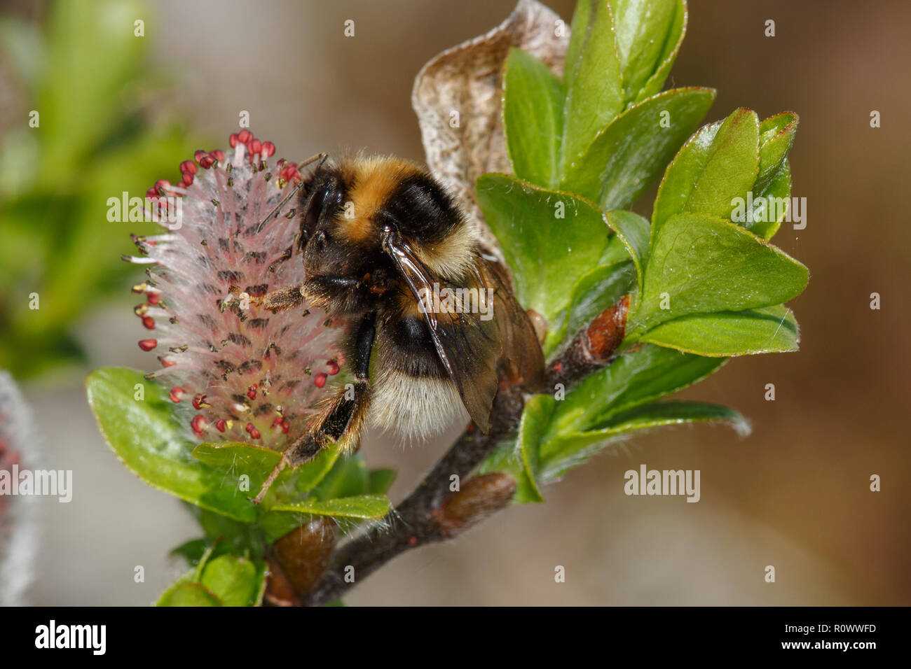 Heath Bumblebee, Bombus jonellus, on Whortle-leaved willow Stock Photo