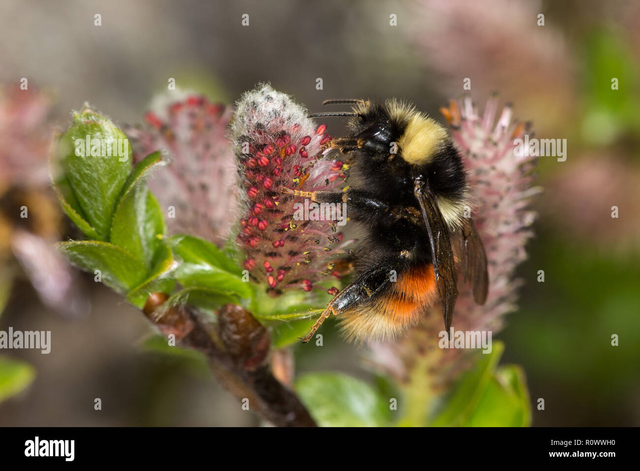 Bilberry Bumblebee, Bombus monticola, on Whortle-leaved willow catkins Stock Photo