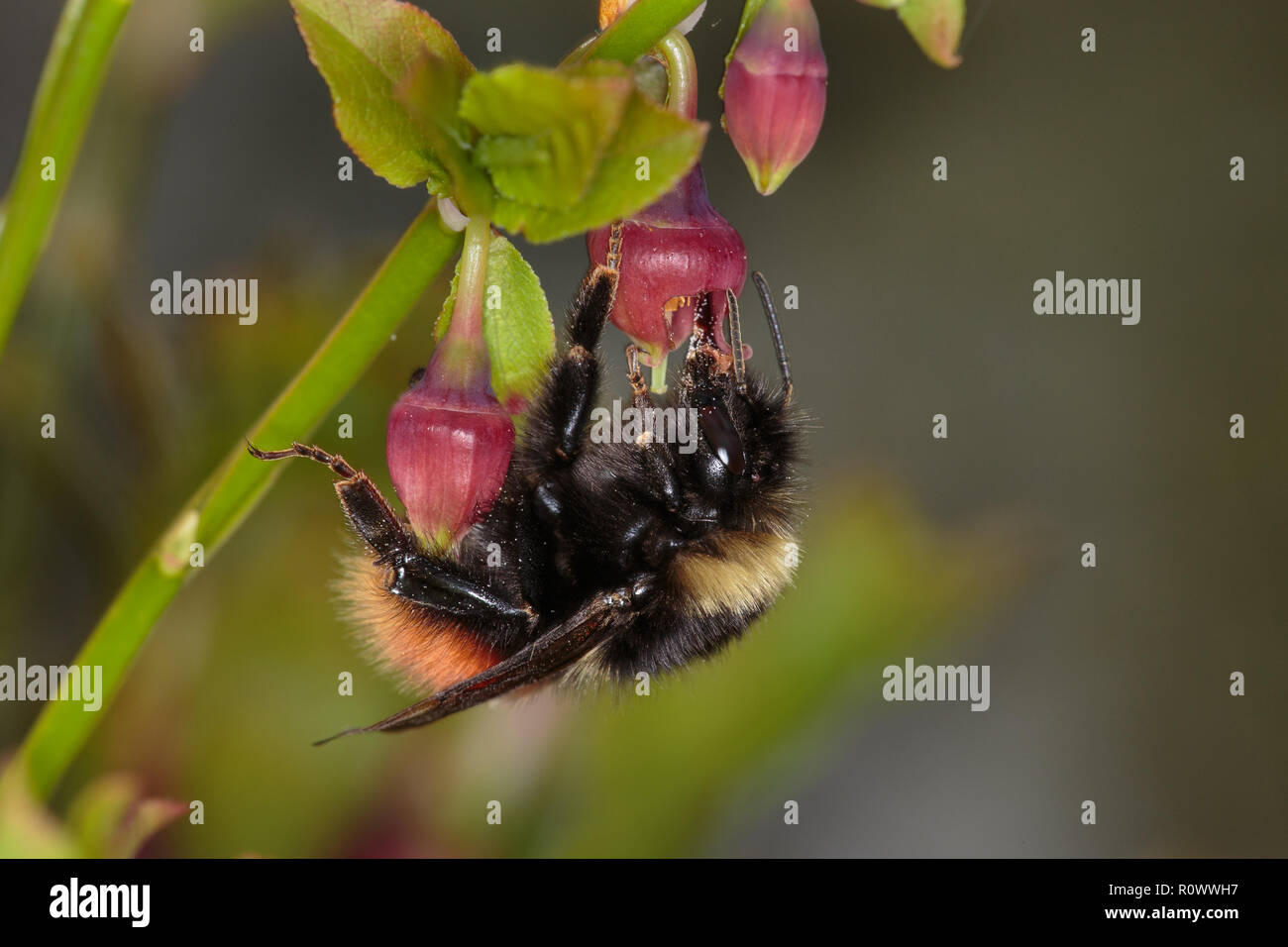 Bilberry Bumblebee, Bombus monticola, on Bilberry Stock Photo
