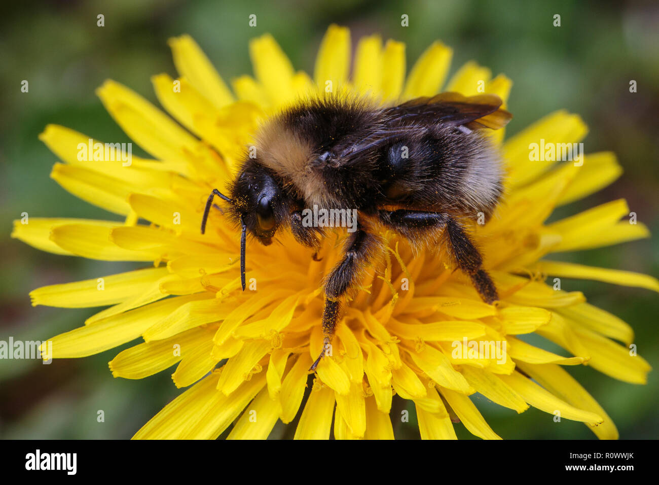 Forest Cuckoo Bumblebee, Bombus sylvestris, female feeding on Dandylion flowerhead Stock Photo